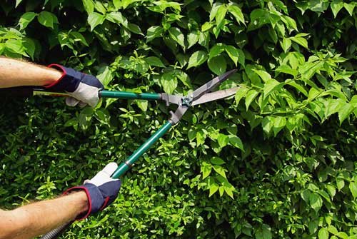 Proyecto de jardinería 4